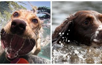 Emotions of dogs in a different, but almost native element (21 photos)