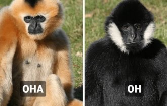 10 животных,  у которых самцы и самки отличаются настолько,  что с трудом верится в то, что они одного вида  (14 фото)