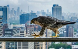Птицы наших городов (30 фото)