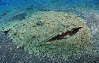 Бородатый воббегонг: Это акула. Хотя больше смахивает на огромный хищный ковёр со дна океана (7 фото)
