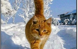The cat is made of fur, of desires and riddles! (14 photos)