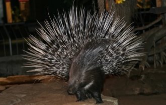 Чубатий дикобраз: Єдиний гризун, який здатний миттєво вбити лева. Чому його голки настільки смертоносні? (10 фото)