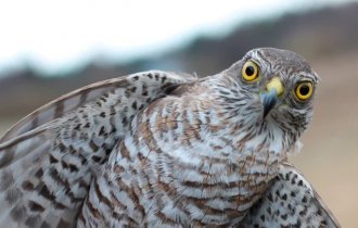 Ястреб-перепелятник: Как живёт один из самых известных ястребов в дикой природе? (10 фото)