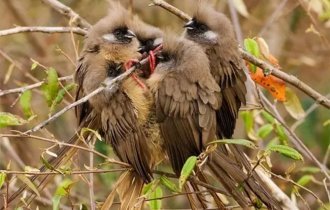 Птица- мышь: Выглядит как мышь, ведёт себя как мышь и доводит  до нервной трясучки фермеров, как мышь (7 фото)