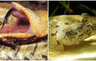 Эти животные притворяются мёртвыми, чтобы выжить (6 фото)