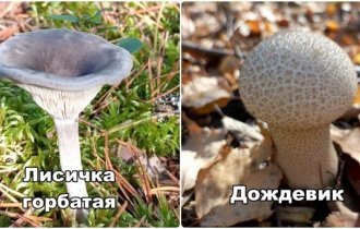 “What kind of mushroom?”: users share their harvest from the forest (15 photos)