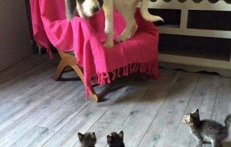 Cool selection of photos about cowardly Dogs (32 photos)