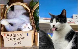 14 котов, которые выглядят так, будто владеют магазином (15 фото)