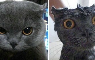 Помытые и оскорбленные: 8 котов, принявших ванну (8 фото)