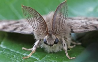 Непарний шовкопряд: бич сучасного садівництва (9 фото)