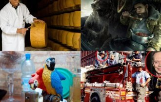 Сырный слухач, попугаи-алкоголики и другие интересные факты о том, что нас окружает (9 фото)