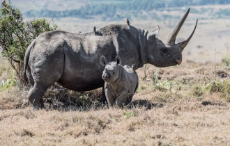 Чёрный носорог: Путь носорога – смерть. Самки вызывают самцов на поединок, чтобы проверить их силу (10 фото + 1 гиф)