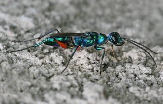 Изумрудная  таракановая оса: С помощью яда превращает тараканов  в послушных зомби, которые кормят её потомство (6 фото)