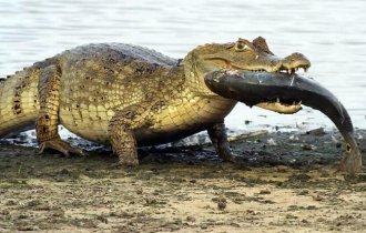 С какой скоростью крокодил может двигаться на суше и воде? (6 фото)
