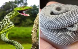 Snakes that dispel the myth that they are creepy creatures with their charm (14 photos)