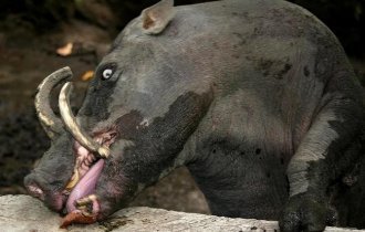 Babirussa: their fangs grow straight into the brain and pierce it (8 photos)