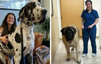 15 огромных собак, которые не подозревают о своих размерах (16 фото)