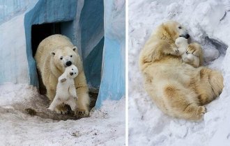 Малыши и мамы из мира животных (29 фото)
