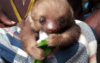 Ленивцы (23 фото)