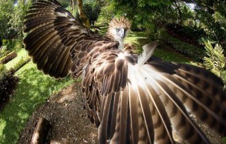 Обезьяноед: Гигантский орёл против приматов. Как охотится птица с «особым» рационом? (8 фото)