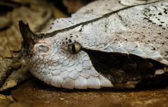 Габонская гадюка: Смертельно опасная рептилия, которую сложно заставить укусить, даже если держать на руках (6 фото)