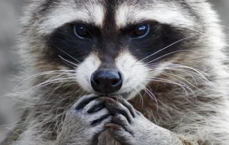 He put on the “thief mask” to win the evolutionary struggle. 10 interesting facts about raccoons (13 photos)