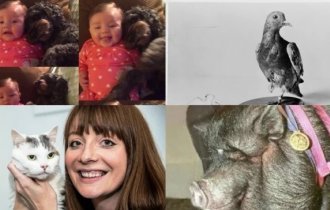 От голубя и крысы до львов и гориллы: животные-герои, бескорыстно спасшие жизни людей (20 фото + 1 видео)