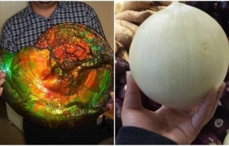 20+ любопытных снимков, которыми поделились пользователи сети (30 фото)