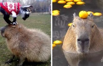 Спокойствие капибар передаётся даже через экран (18 фото)