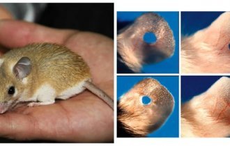 Перспективы восстановительной терапии через призму возможностей одной мыши (7 фото)