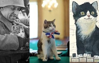 Мэр, шпион, композитор: необычные профессии котов (11 фото + 2 видео)