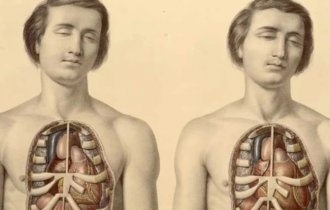 Революция в анатомии: органы и части тела человека, которые недавно обнаружили ученые (7 фото)