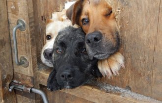 40 отчаянных собак, желающих поздороваться (51 фото)