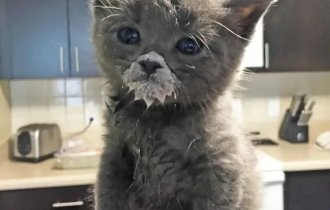 Charming kittens who have not yet learned to eat carefully (16 photos)