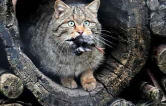 Лесные коты, разновидности (19 фото)