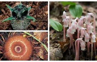 Vampires of the botanical world: 20 fungal parasites that drink their “blood” (20 photos)