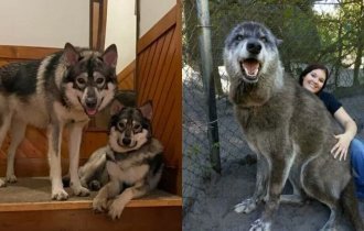 12 handsome dogs that have wolves as relatives (13 photos)