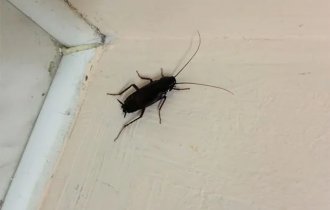 Чёрный  таракан: Рыжий таракан в доме — трагедия, а чёрный —  КАТАСТРОФА. Как живёт спецназ от мира вредителей? (8 фото)