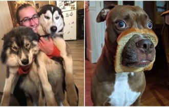 20+ смешных фото собак, с которыми явно что-то пошло не так (31 фото)