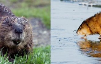 Ондатра: Американский грызун за 100 лет захватил всю Евразию. Какие козыри он использует? (8 фото)