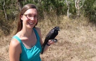Новокаледонский ворон: птица, которая уделала по интеллекту даже обезьян (9 фото)