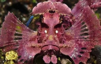 Eschmeyer's Scorpio Fish: A sociopath who lives alone in an aquarium. He will stab the rest with poisonous needles (8 photos)