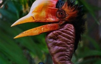 Шлемоклювый калао: Жуткие птицы замуровывают своих птенцов и самок заживо! Зачем? (8 фото)