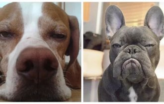 Собаки-подозреваки и их классификация (31 фото)