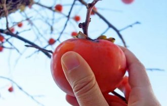 Японцы едят "каки" - значит наступила осень (24 фото)