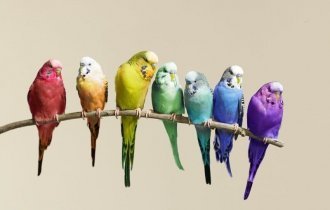 Волнистый попугайчик: А какие они в дикой природе? (9 фото)