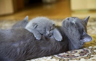 Cats are mothers (30 photos)