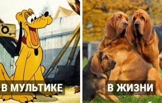 What cartoon dogs look like in real life (18 photos)