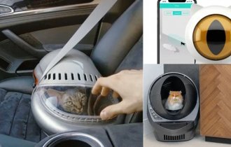 Interesting and relevant things for cats (15 photos)