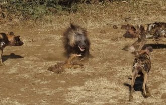 Чёрный и белый секрет бурых гиен: зачем падальщик разукрашивает территорию разными цветами? (5 фото)